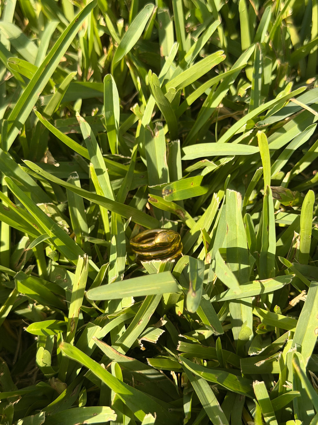 Brass Snake Ring Size 5.5
