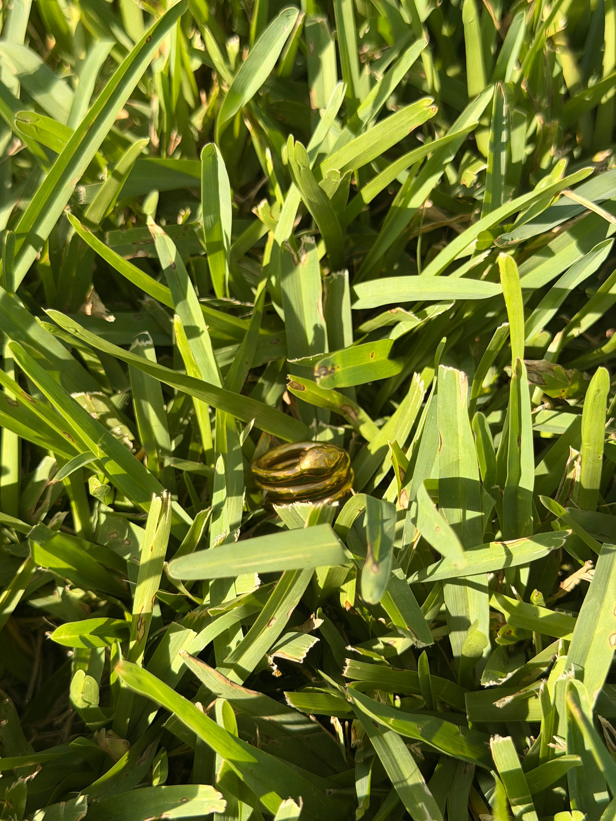 Brass Snake Ring Size 5.5